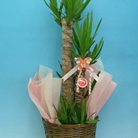 41P8ypin8cL