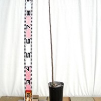 41T6ooPMpxL
