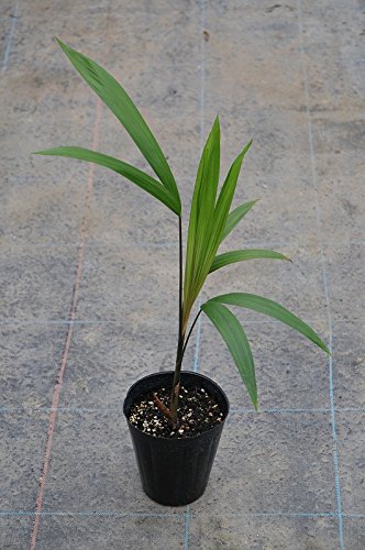 アサイーヤシ（アサイーパーム） Euterpe oleracea 4.5号 苗