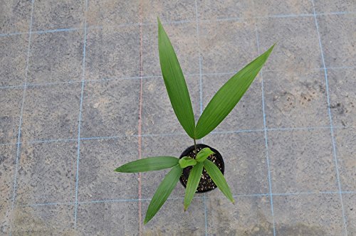 アサイーヤシ（アサイーパーム） Euterpe oleracea 4.5号 苗