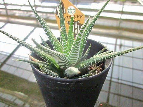 水耕栽培 苗 ハオルチア 十二の巻 Lifterior ライフテリア