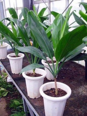 観葉植物 Ti leaf ティーリーフ ティリーフ苗木 7号鉢植え | LIFTERIOR