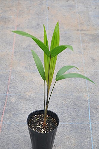 【熱帯植物】アサイーパーム アサイーパーム10号 | 「観葉植物生産者」のブログ