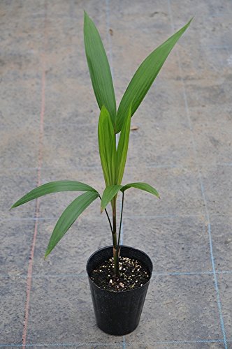 アサイーヤシ（アサイーパーム） Euterpe oleracea 4.5号 苗 観葉植物