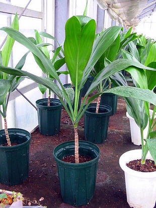 観葉植物 Ti leaf ティーリーフ ティリーフ苗木 7号鉢植え