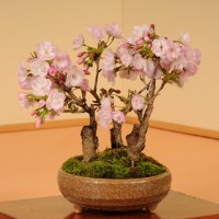 IK9様【熱帯植物】アサイーパーム アサイー、アサイーパーム、アサイーベリー、ユーテロぺ