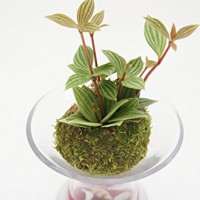 岩松・イワヒバ樹齢100年以上 | LIFTERIOR - ライフテリア