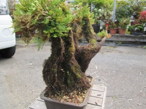 ❺ イワヒバ ( 岩松 ） 首長最上株物 ３０年以上物 コニファー 多幹樹 ➄ イワヒバ ( 岩松 ） 首長最上株物 30年以上物 コニファー