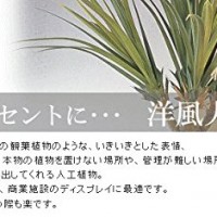食虫植物 Nepenthes stenophylla (ネペンテス・ステノフィラ