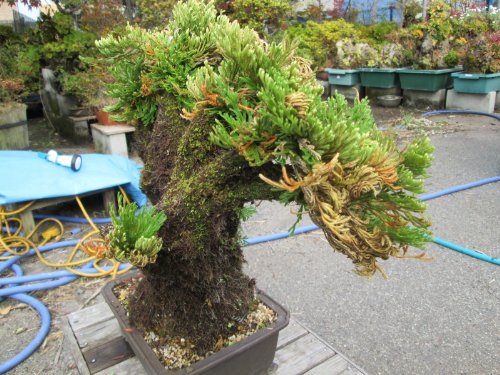 岩松・イワヒバ樹齢100年以上 | LIFTERIOR - ライフテリア